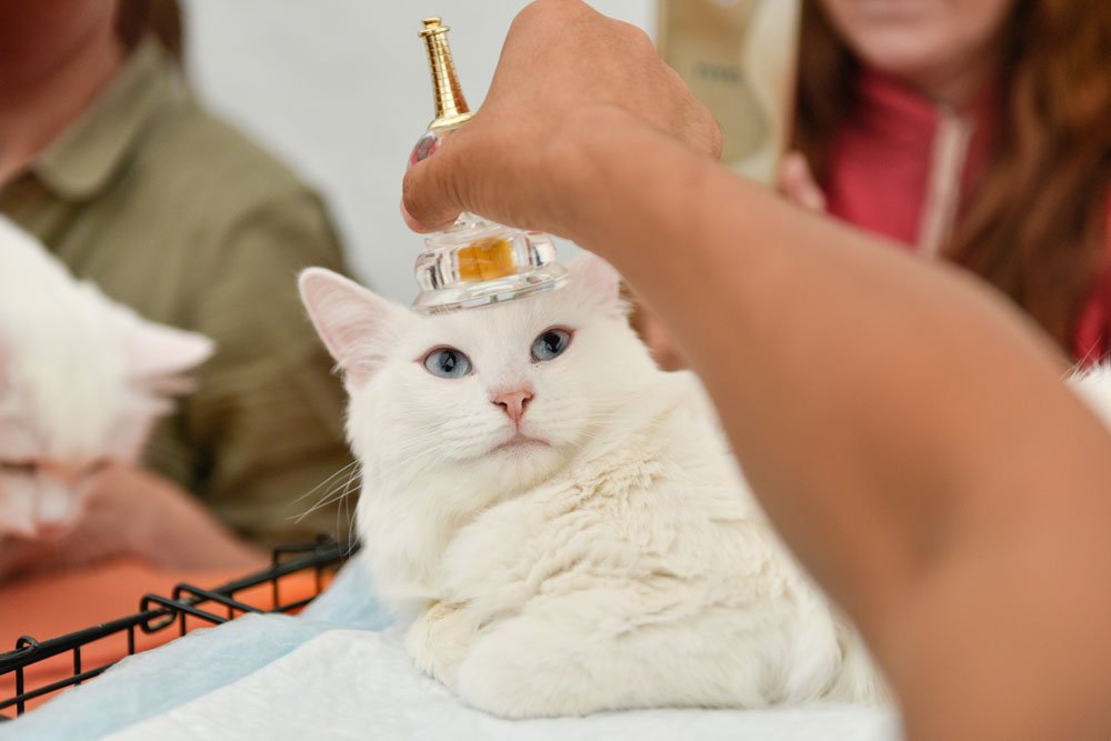 Буддийский фестиваль благой удачи