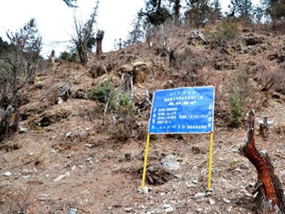 В Сычуане рубят вековые деревья, чтобы построить дома для кочевников