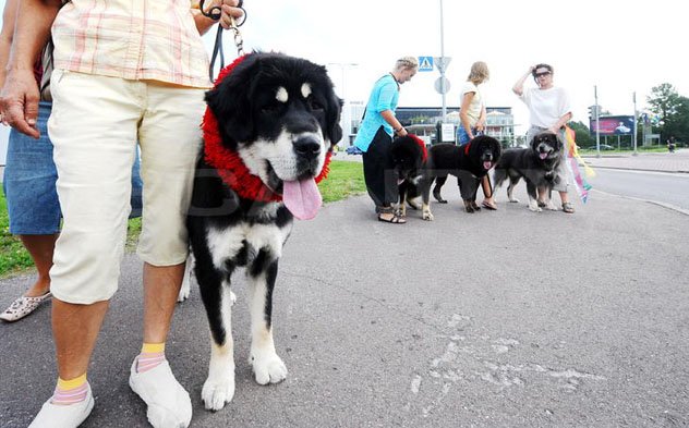 Далай-ламу в Эстонии встретили тибетские мастифы