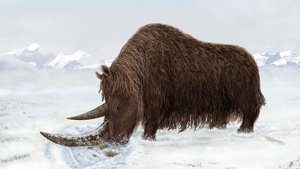 Предок шерстистого носорога обнаружен в Тибете