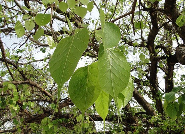 В Цугольском дацане продолжается строительство оранжереи для дерева Бодхи