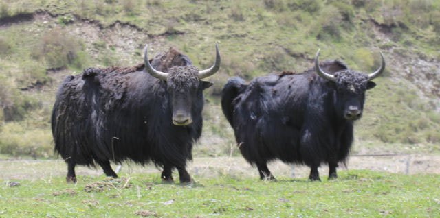 Найдены гены, позволяющие якам и людям выживать в высокогорьях Тибета