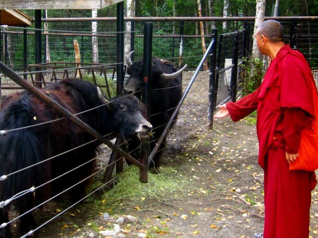 Девять вопросов о вегетарианстве