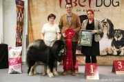 Более 100 собак тибетских пород примут участие в выставке «Tibet Dog Estonia» в Таллине