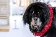 Более 100 собак тибетских пород примут участие в выставке «Tibet Dog Estonia» в Таллине