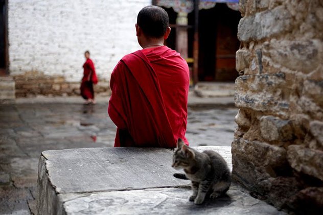 Практика освобождения животных: кого, зачем, когда и как. Комментарии учителей и учеников Практика освобождения животных: кого, зачем, когда и как. Комментарии учителей и учеников