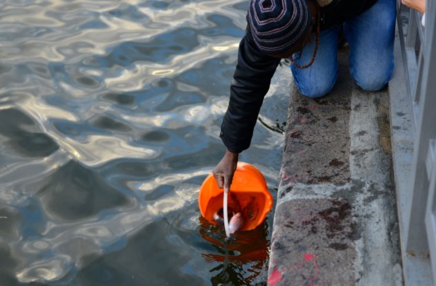 Практика освобождения животных: кого, зачем, когда и как. Комментарии учителей и учеников Практика освобождения животных: кого, зачем, когда и как. Комментарии учителей и учеников