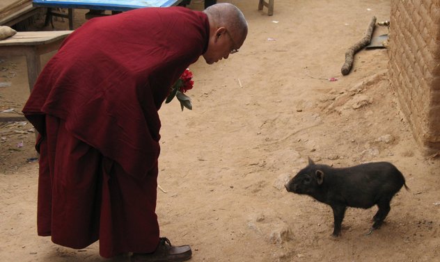 Практика освобождения животных: кого, зачем, когда и как. Комментарии учителей и учеников Практика освобождения животных: кого, зачем, когда и как. Комментарии учителей и учеников