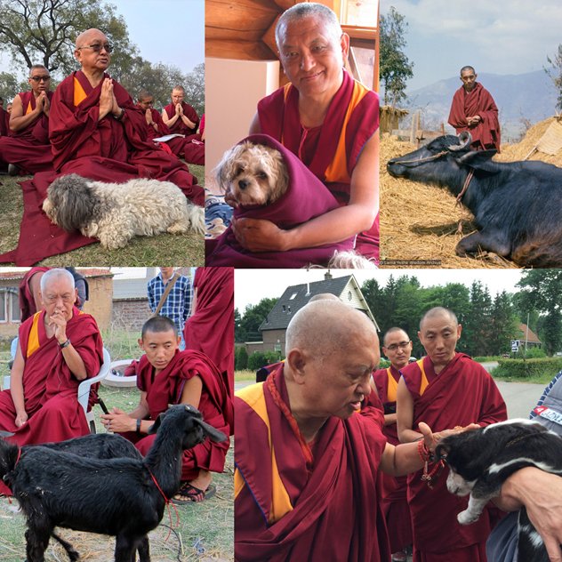 День помощи животным с ламой Сопой Ринпоче в Москве