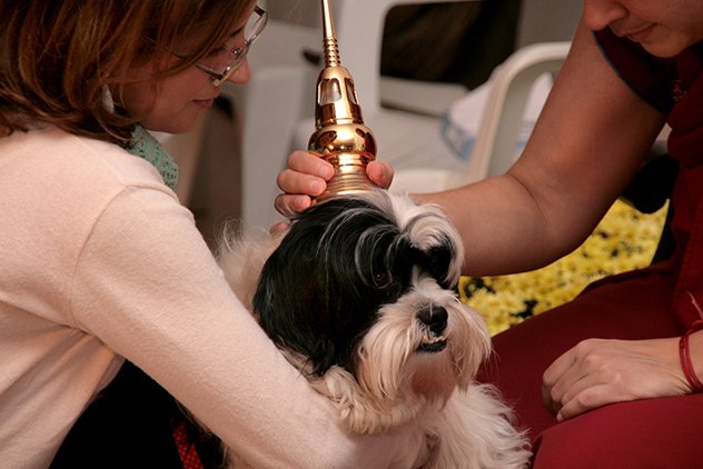 «Подарить мир и покой сердцам животным». Лама Сопа проведет в Москве уникальную церемонию благословения домашних питомцев «Подарить мир и покой сердцам животным». Лама Сопа проведет в Москве уникальную церемонию благословения домашних питомцев