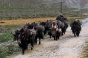 Яки везут мешки с солью.
