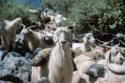 Козы, навьюченные мешками с солью.
