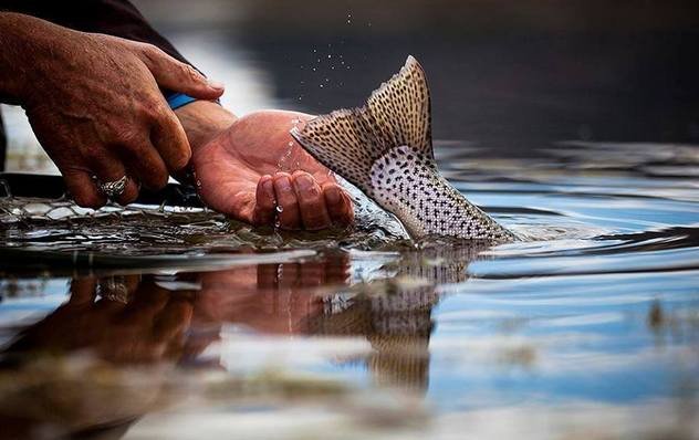 В подмосковном Дзержинском состоится ритуал спасения жизни цетар