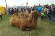Ойратские народы встретились в Калмыкии