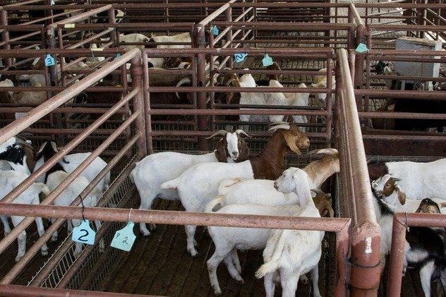 Сельскохозяйственные животные, спасенные буддистами, обретают новую жизнь