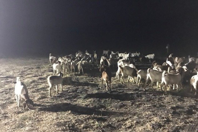 Сельскохозяйственные животные, спасенные буддистами, обретают новую жизнь