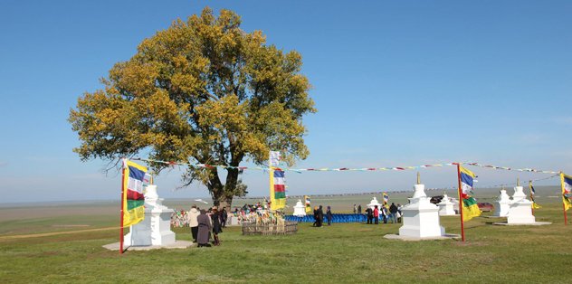 «Одинокий тополь» из Калмыкии, посаженный буддийским монахом, завоевал третье место в конкурсе «Европейское дерево года–2020»