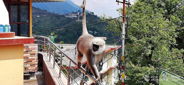 Ученые связали сознание животных со страданием