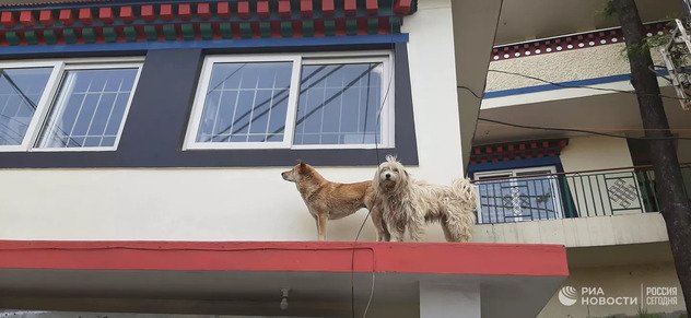 Ученые связали сознание животных со страданием