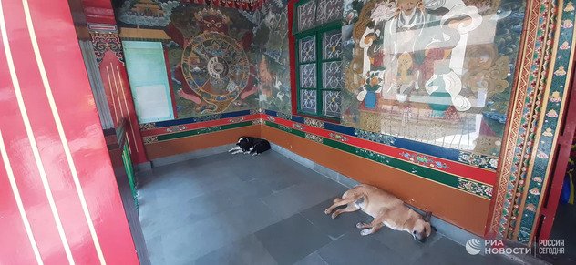 Ученые связали сознание животных со страданием