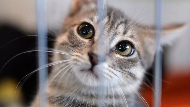 Буддийский монах предложил обязать регионы строить приюты для животных