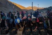 По прибытии на площадку Зертанг на учения Его Святейшества Далай-ламы слушатели берут ладакское печенье, которым угощают всех собравшихся. Кхалси, Ладак, Индия. 19 августа 2023 г. Фото: Тензин Чойджор (офис ЕСДЛ).