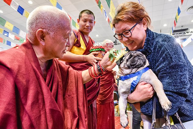 Буддисты оценили решение Конституционного суда о бездомных животных